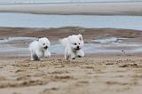 BICHON FRISE 076